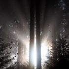 Morgenlicht im Wald