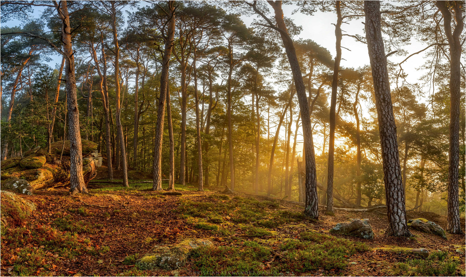 Morgenlicht im Wald