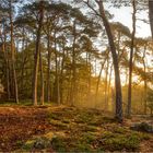 Morgenlicht im Wald