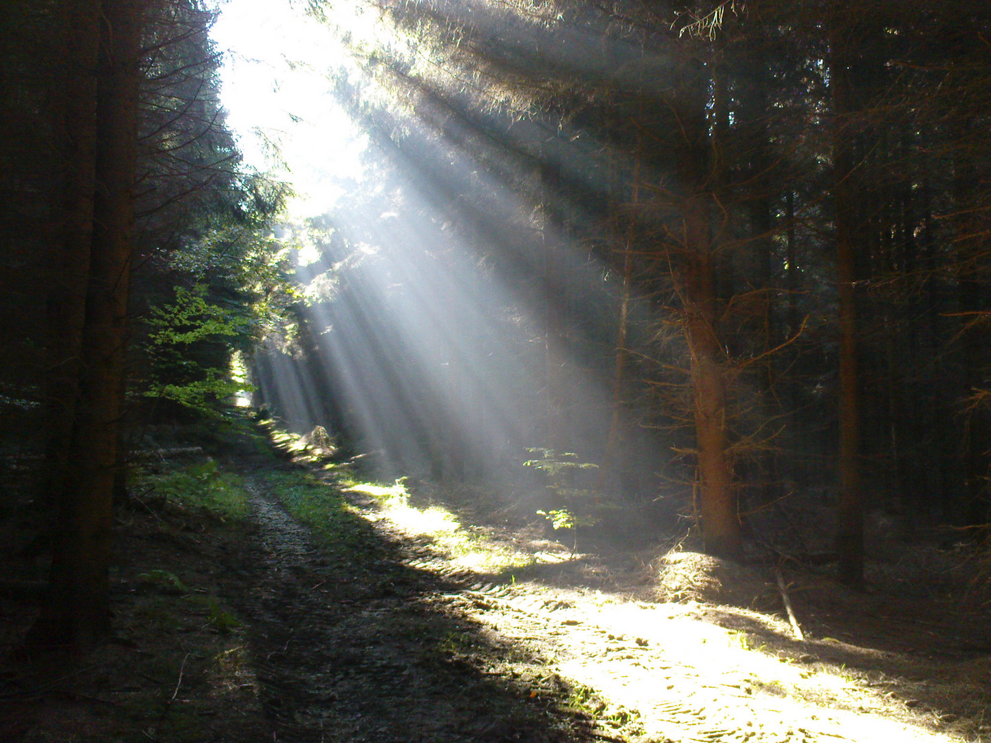 Morgenlicht im Wald