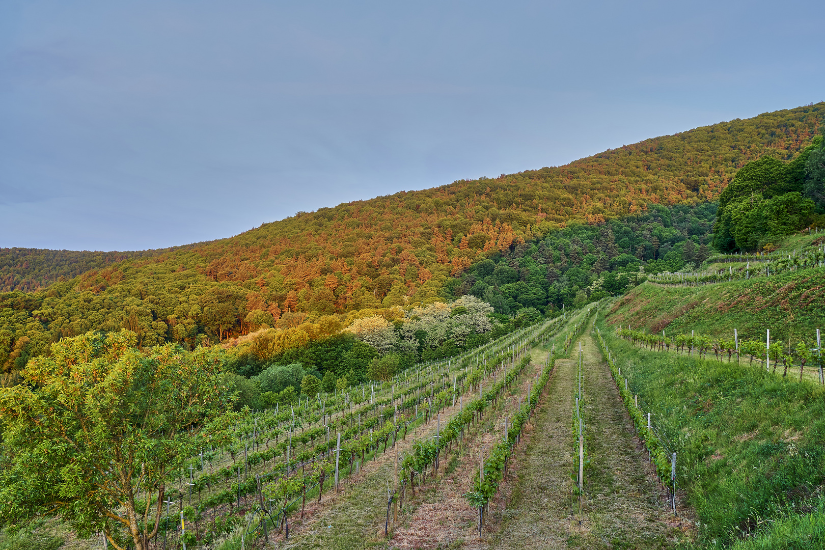 Morgenlicht im Weinberg