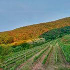 Morgenlicht im Weinberg