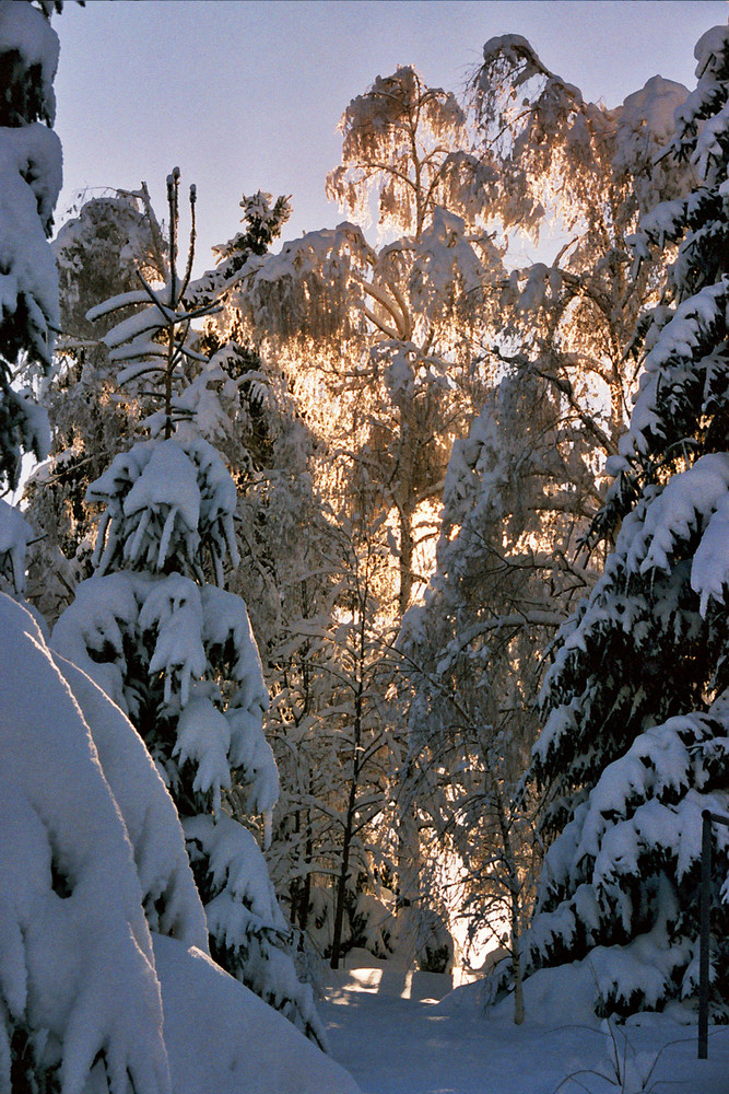 Morgenlicht im Winter