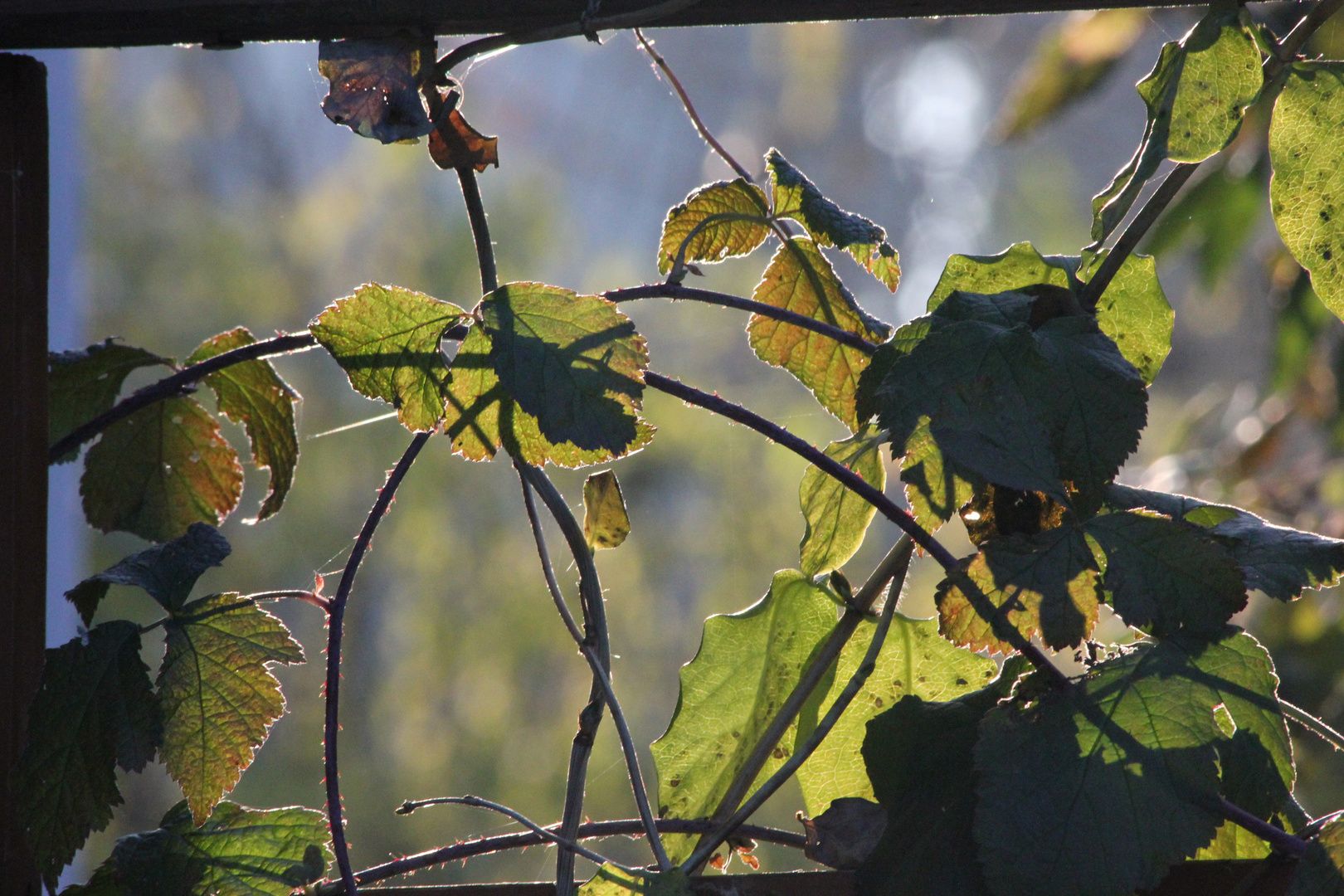 Morgenlicht in Brombeerranken