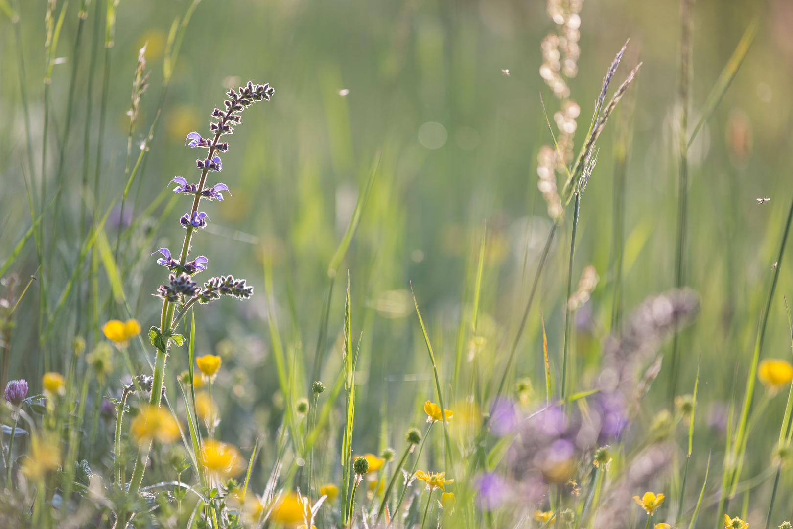 Morgenlicht in der Blumenwiese