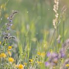 Morgenlicht in der Blumenwiese