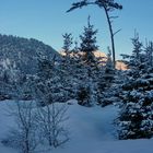 Morgenlicht in der Föhrenheide bei Farchant...