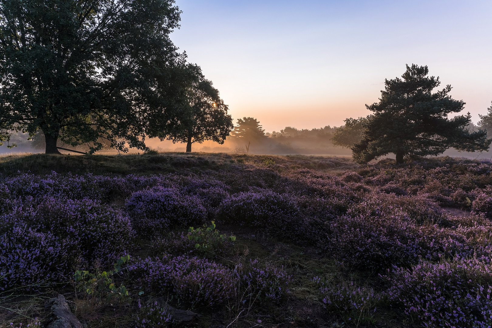 Morgenlicht in der Mehlinger Heide