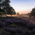 Morgenlicht in der Mehlinger Heide