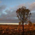 Morgenlicht in der Nähe der Kata Tjuta II