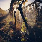 Morgenlicht in die Weinberge