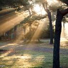 Morgenlicht neben dem Weg auf Bornholm