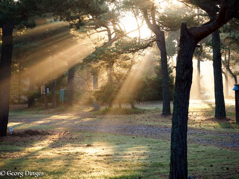 Morgenlicht neben dem Weg auf Bornholm