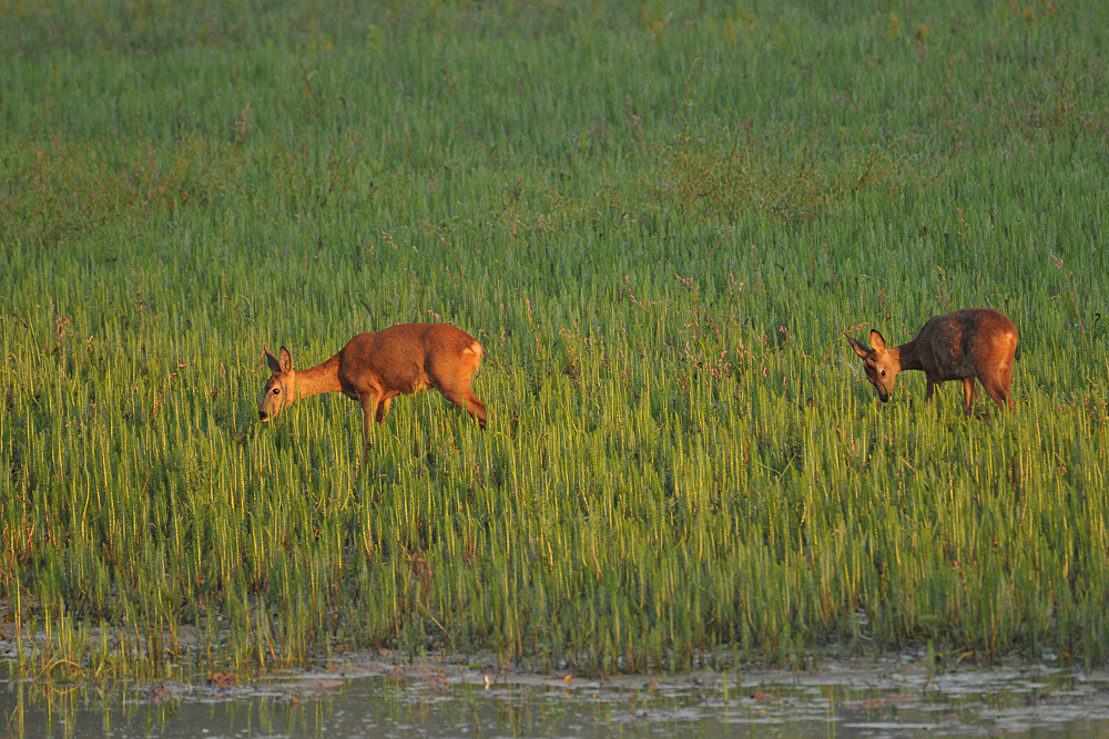 Morgenlicht – Rehe