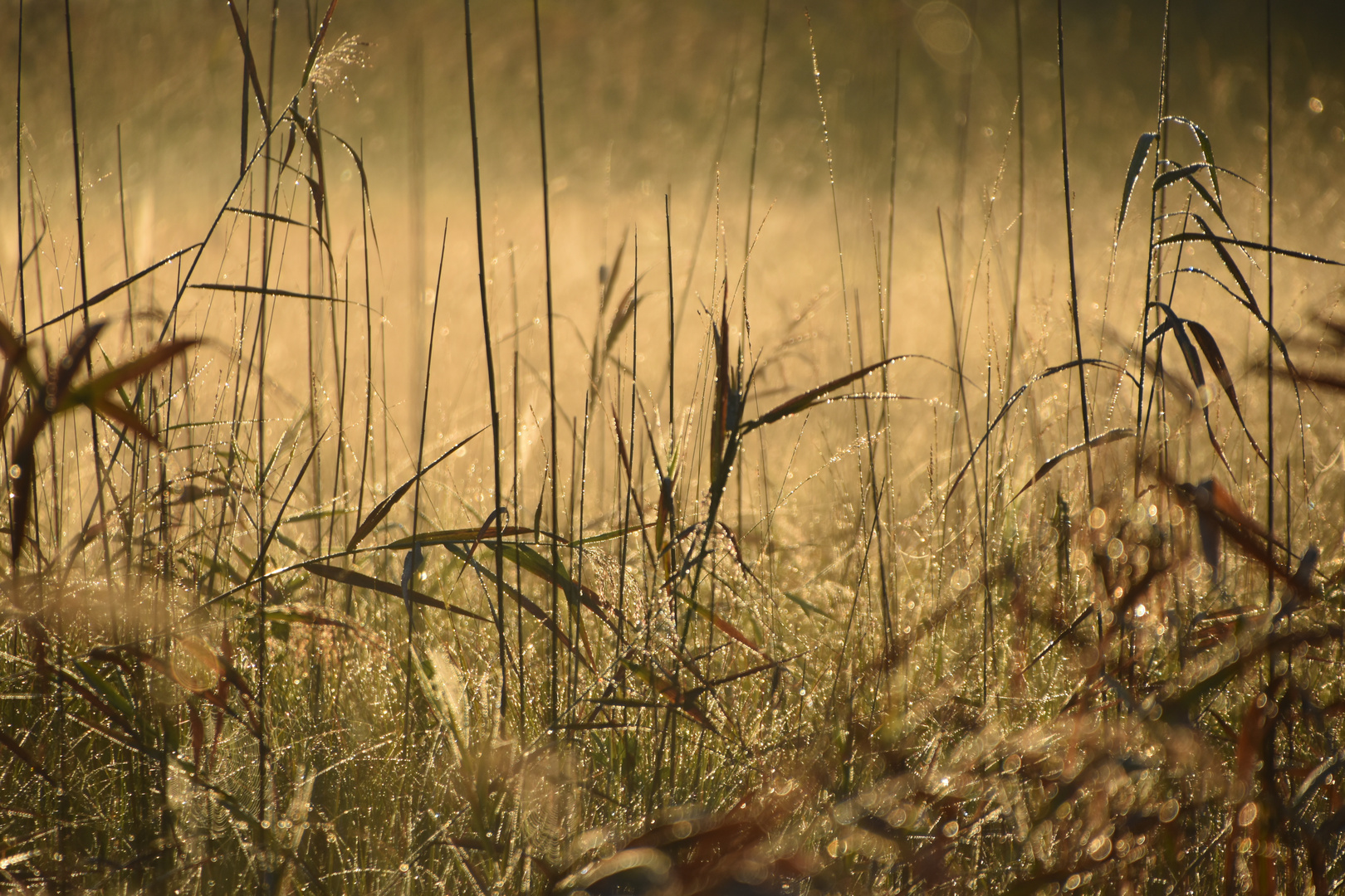 Morgenlicht und Tautröpfli im Gras