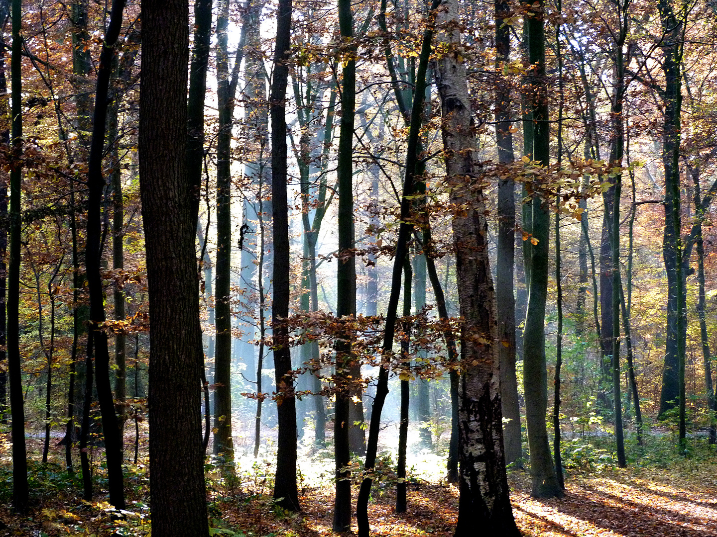 Morgenluft in der Eilenriede