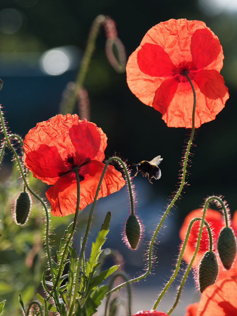 Morgenmohn