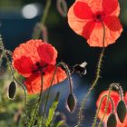 Morgenmohn