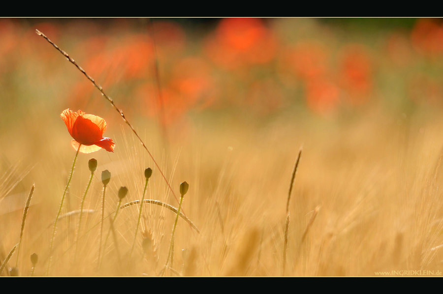 Morgenmohn