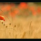 Morgenmohn