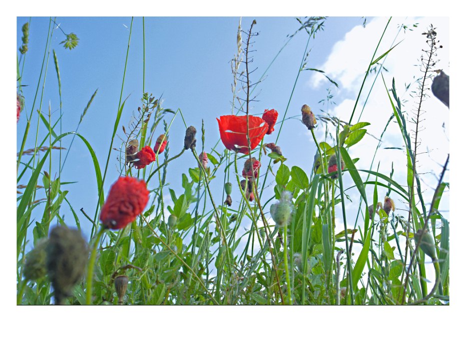 Morgenmohn