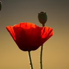 Morgenmohn am Moossee