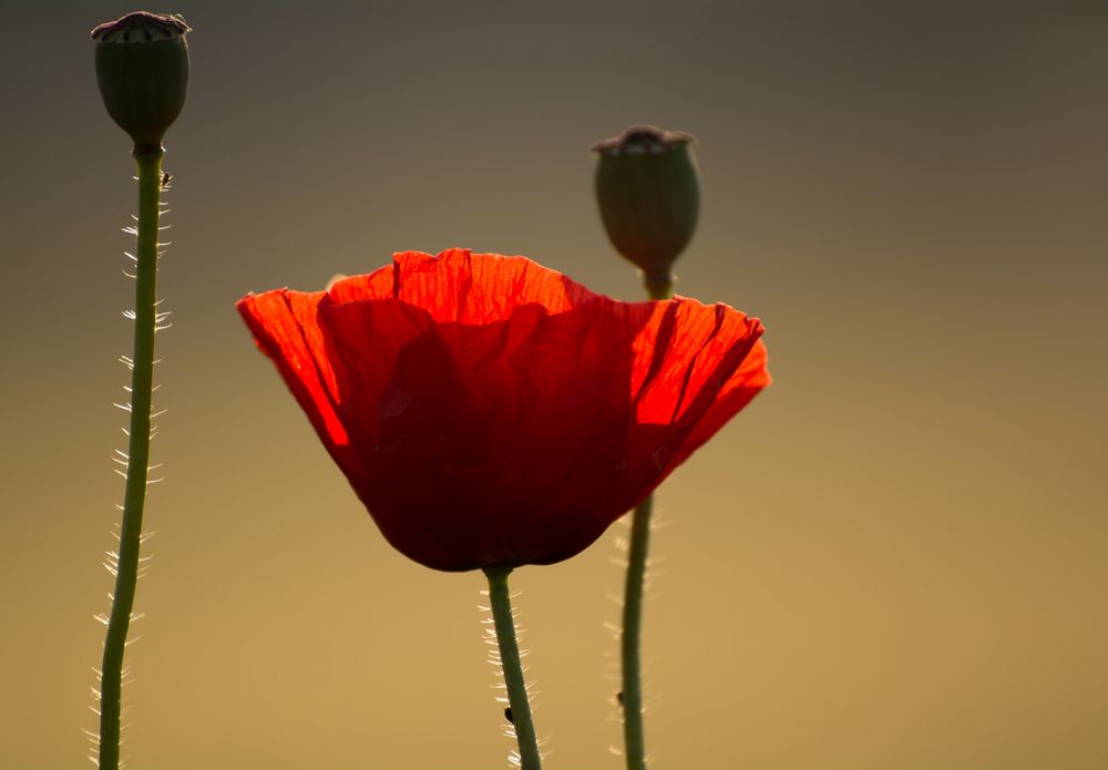 Morgenmohn am Moossee