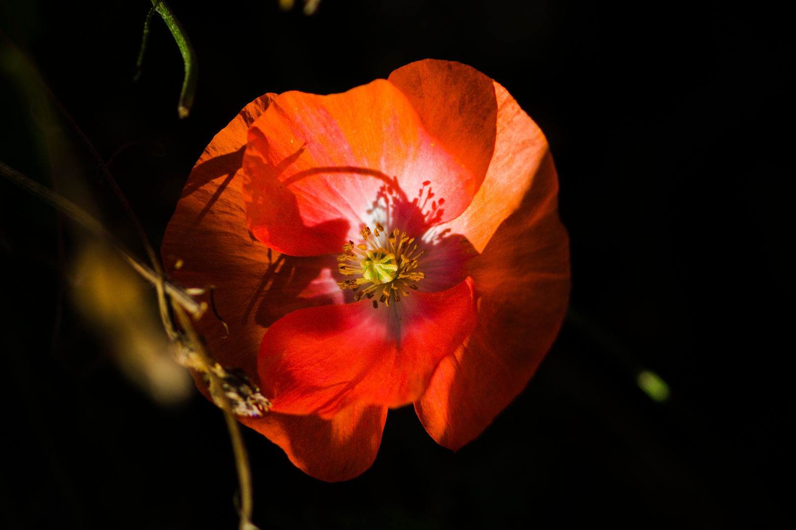 Morgenmohn