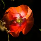 Morgenmohn