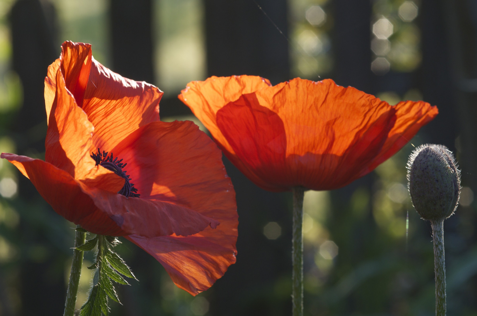 Morgenmohn