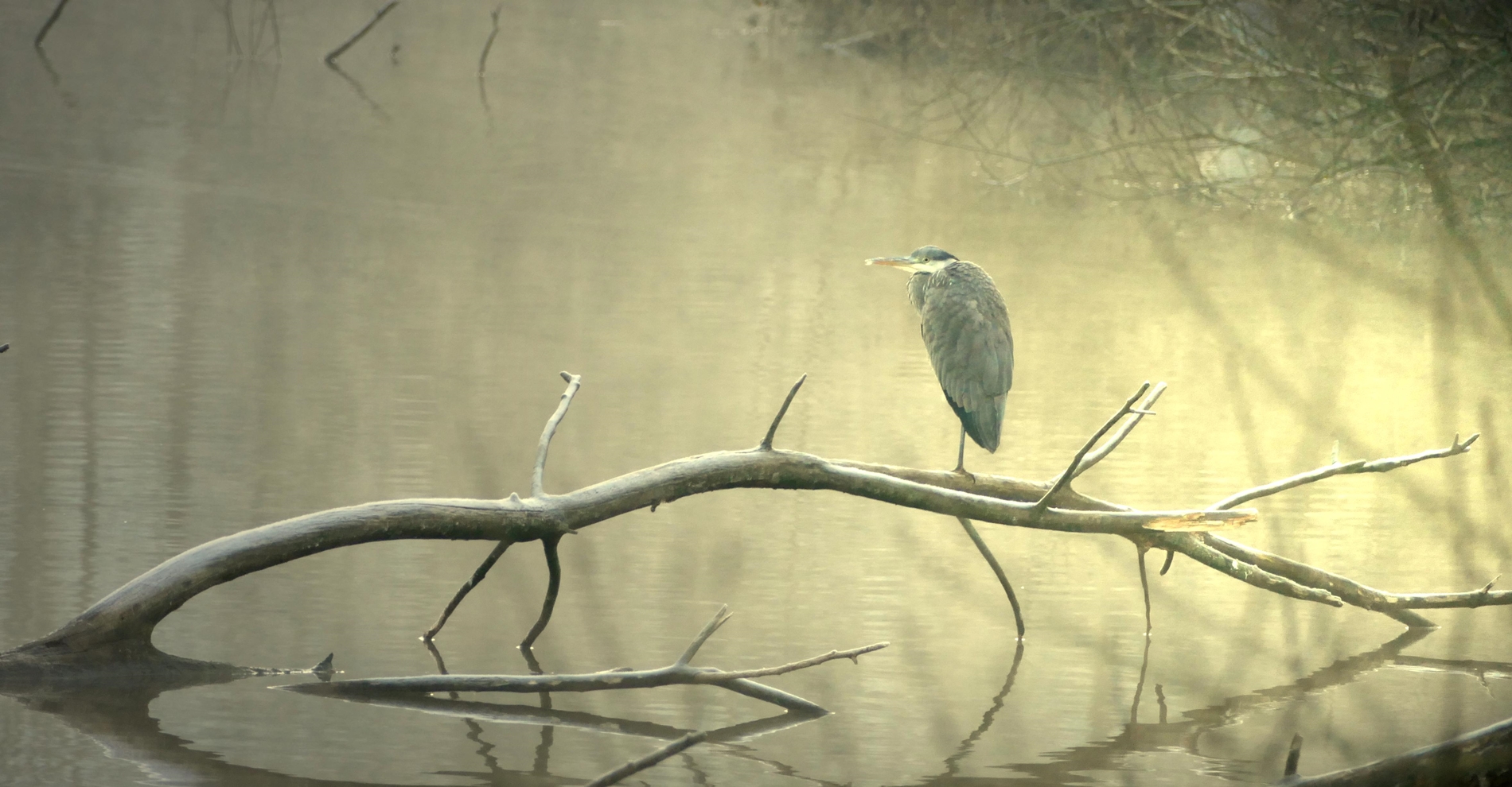 morgenmüder Reiher