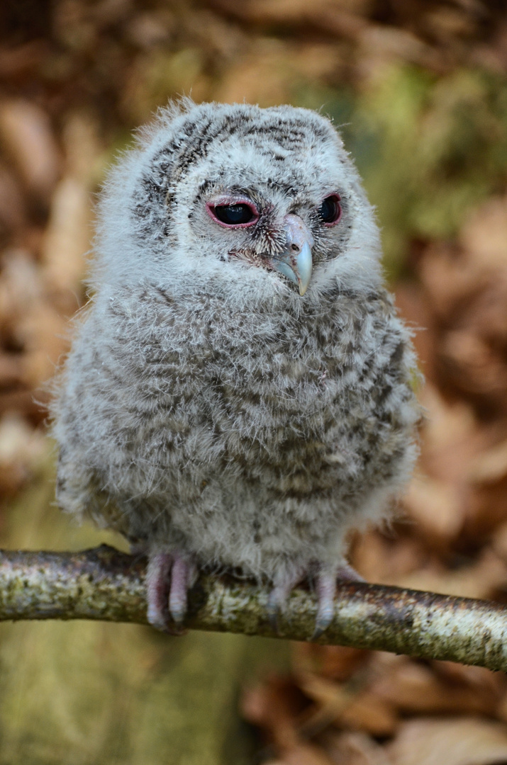 Foto & Bild tiere, tierkinder, vogel Bilder auf