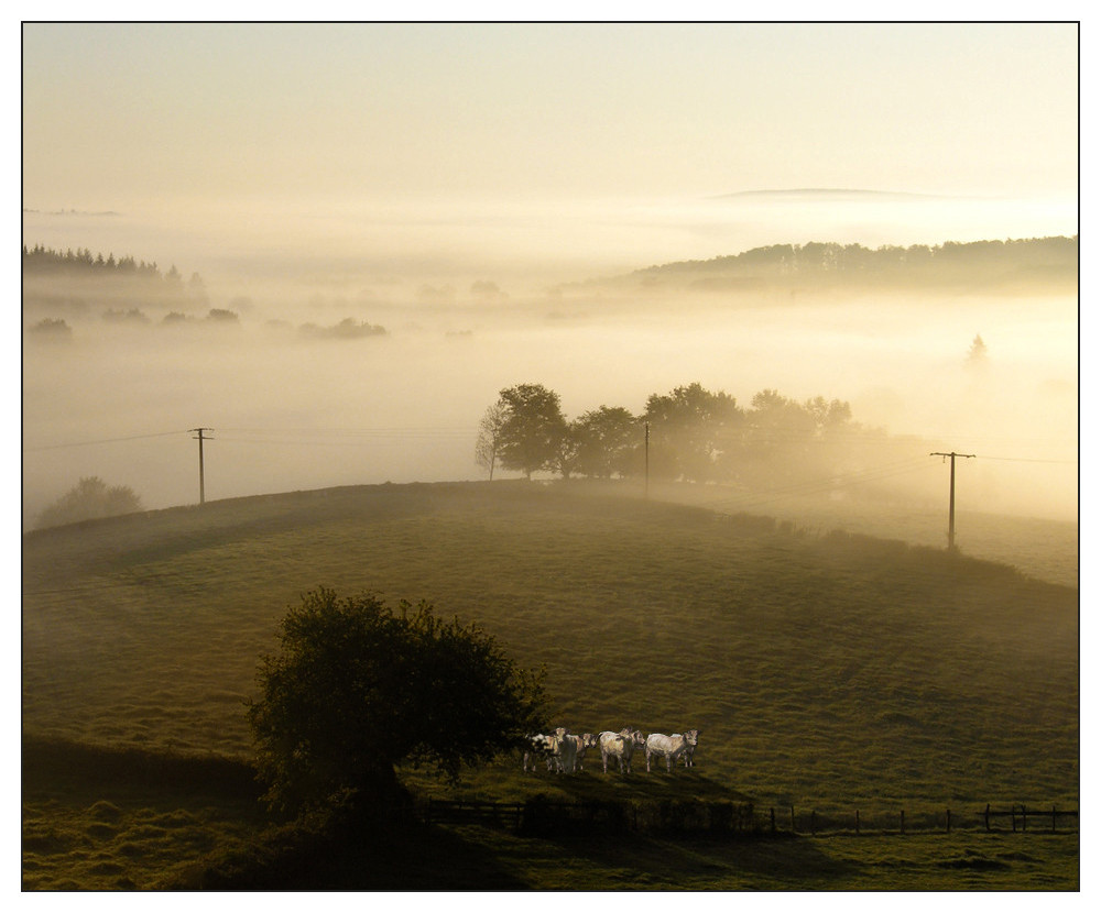 Morgennebel