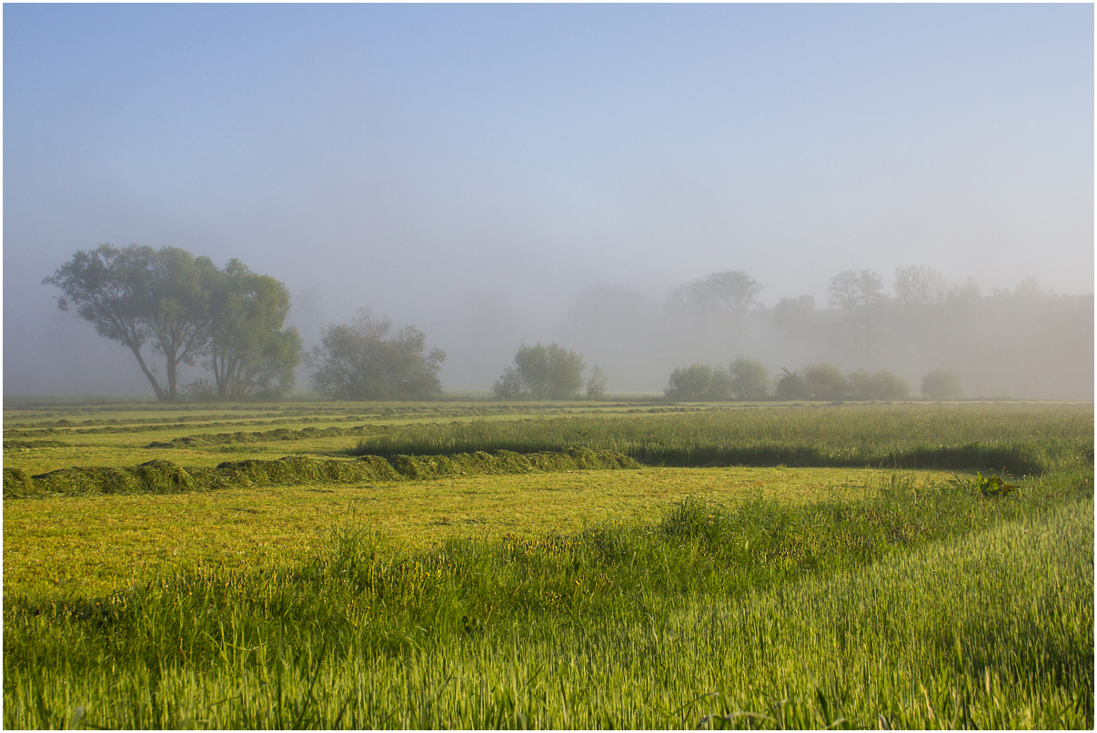 Morgennebel