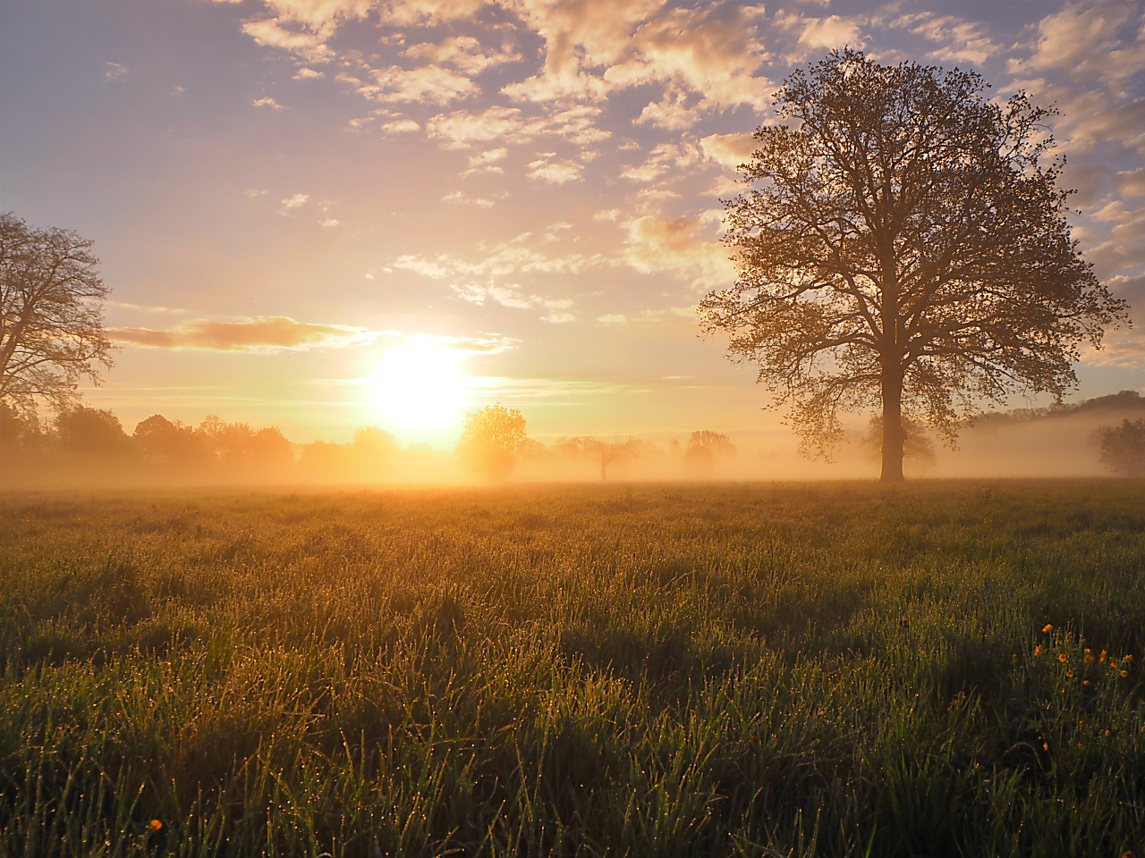 Morgennebel