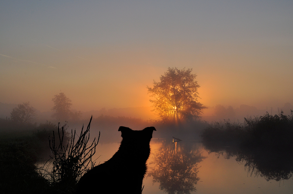 Morgennebel