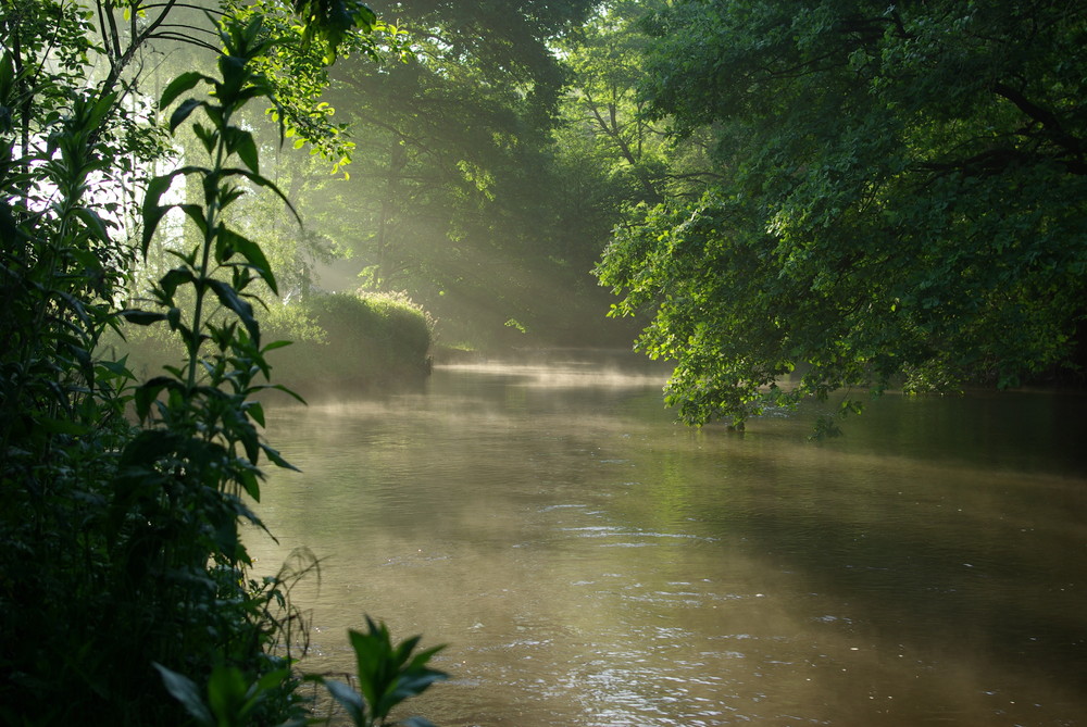 morgennebel