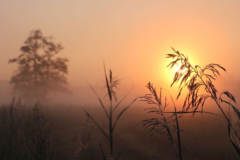 Morgennebel