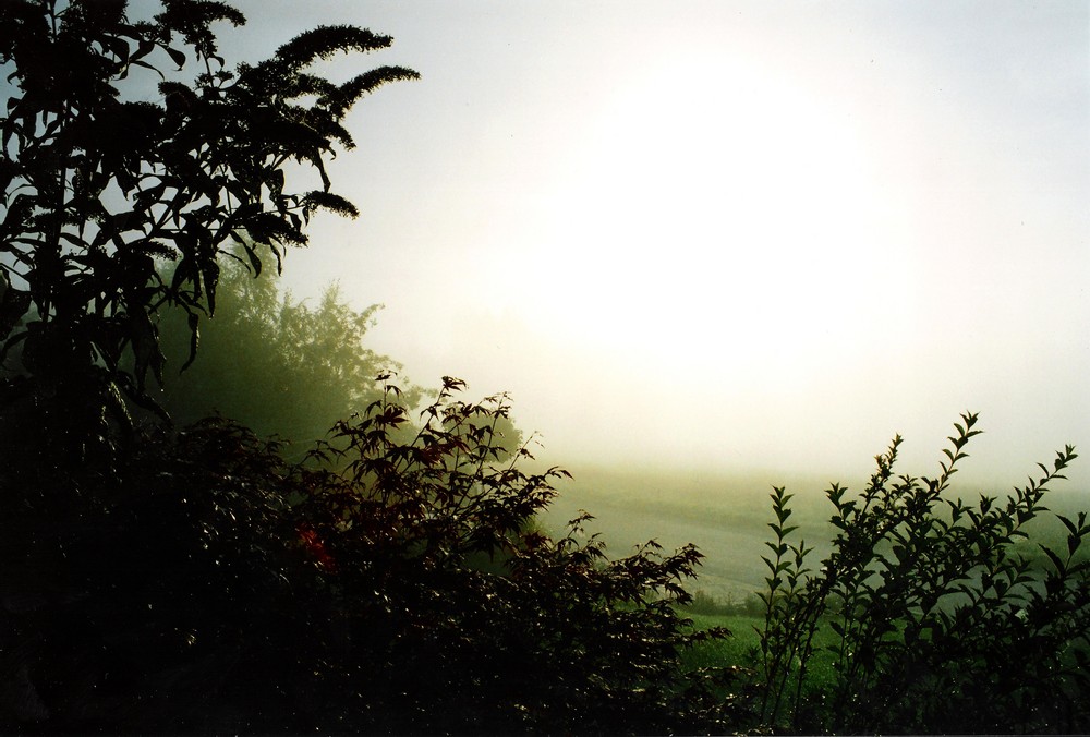 Morgennebel von steffi besenhuber 