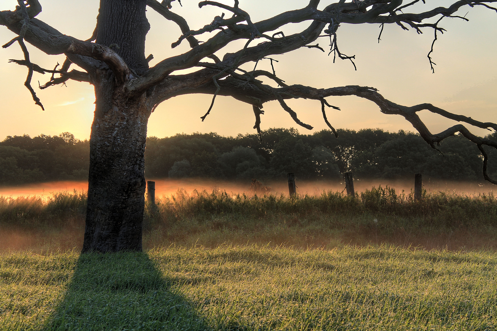 Morgennebel