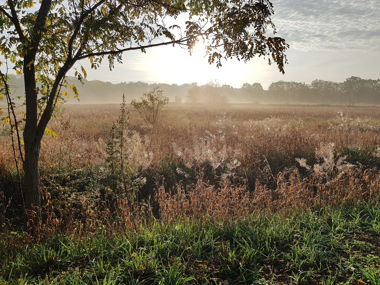 Morgennebel