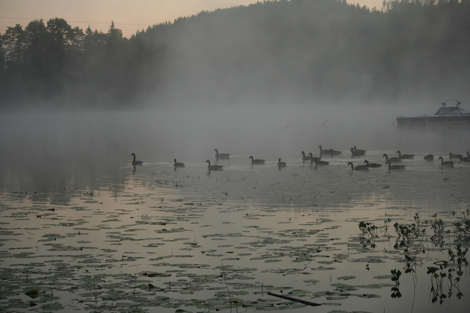 Morgennebel 1