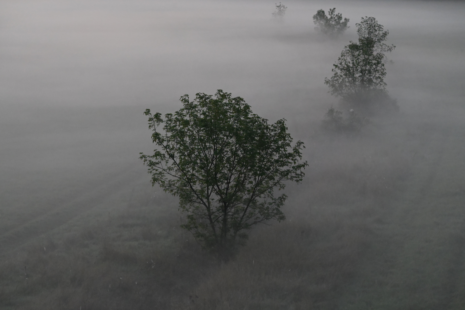 Morgennebel