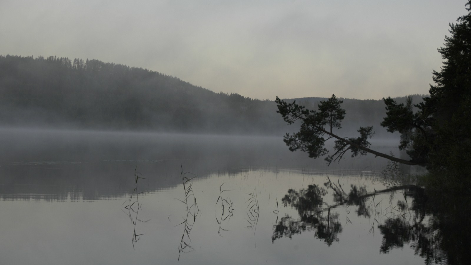 morgennebel