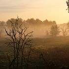 Morgennebel