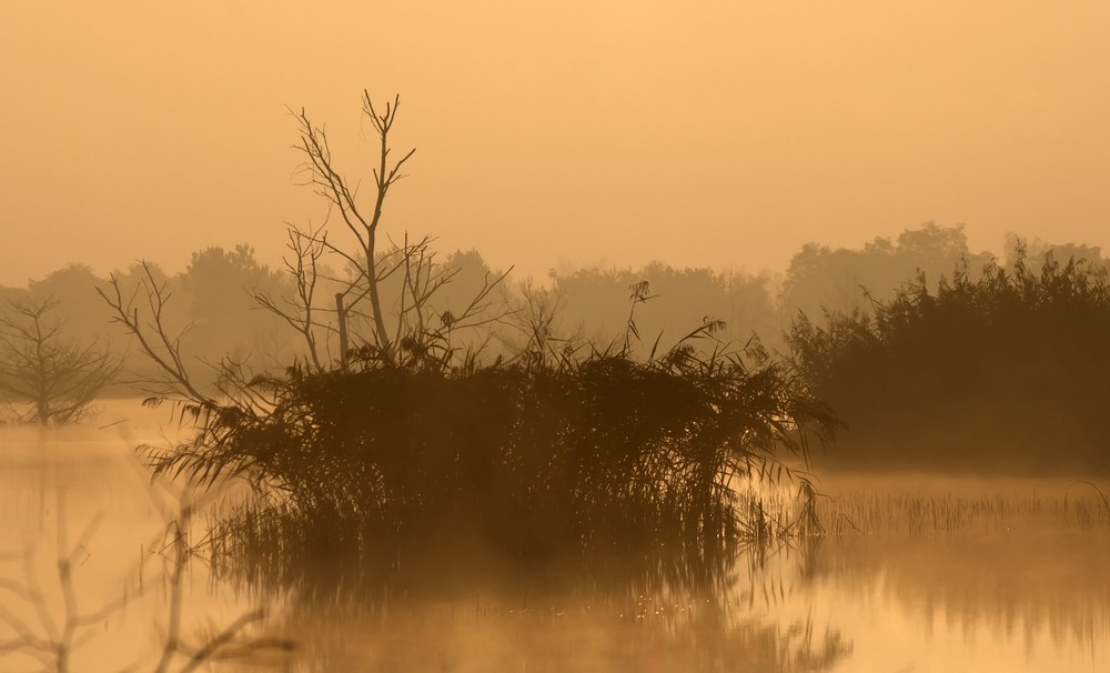 morgennebel