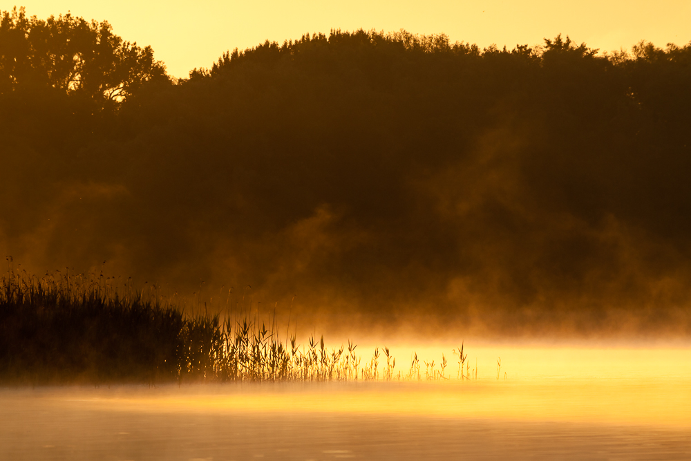 Morgennebel