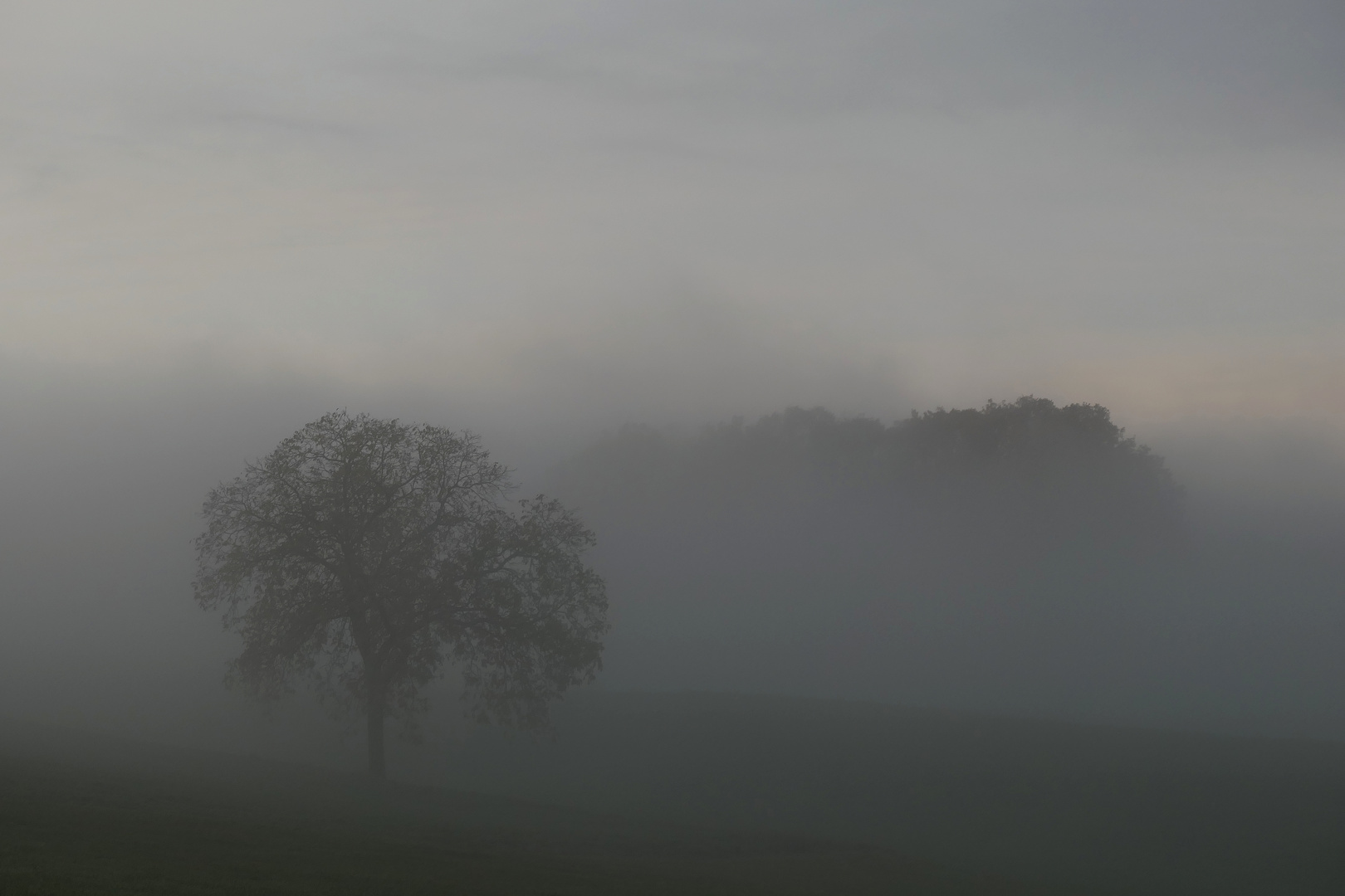 Morgennebel