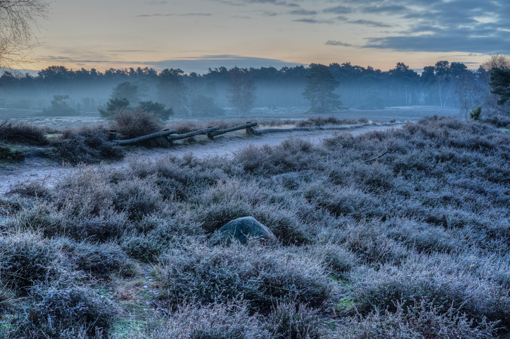 Morgennebel