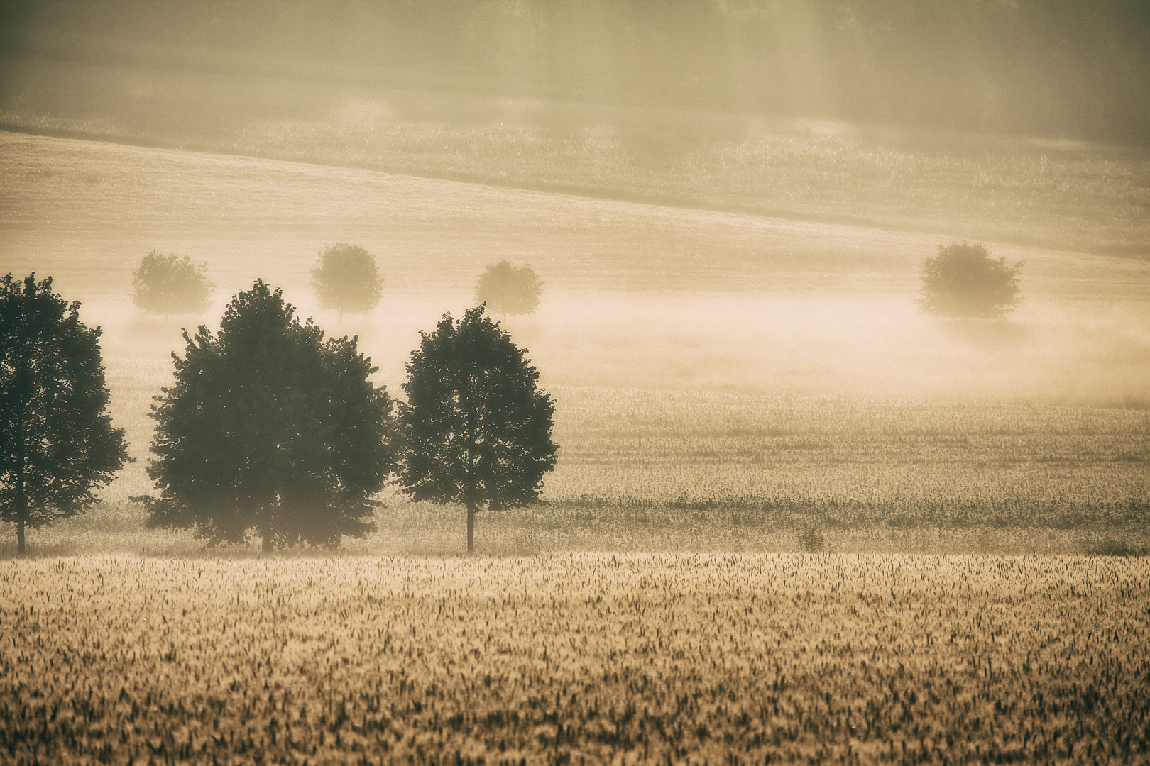 Morgennebel